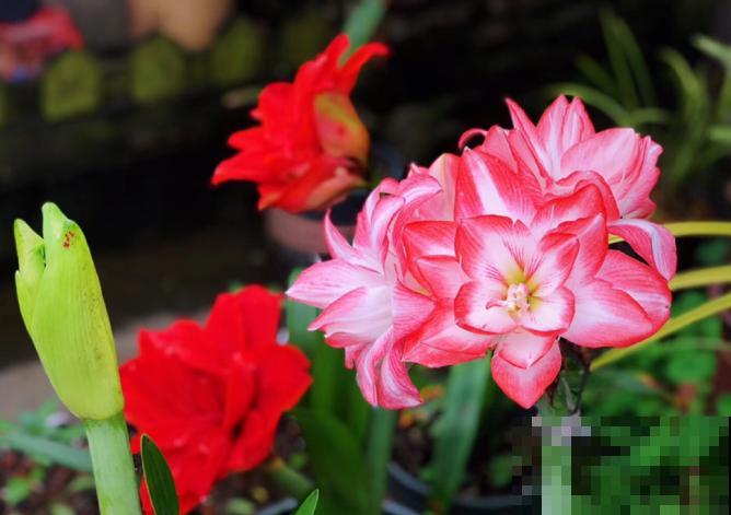 为什么朱顶红要休眠?因为不休眠,很可能不开花! 为什么朱顶红要休眠?因为不休眠,很可能不开花!