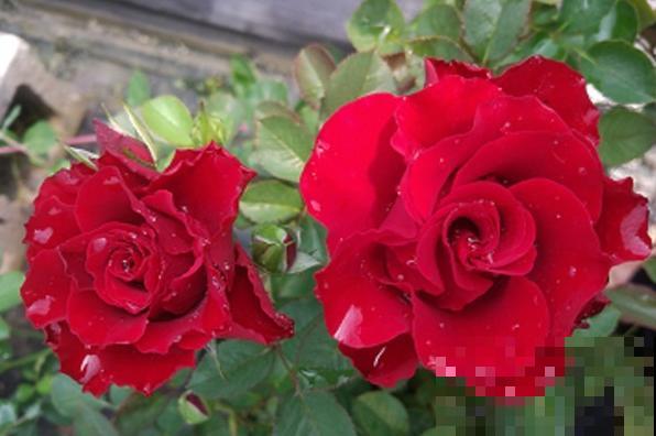 永远系列月季,个个都是经典品种,养一次就上瘾! 永远系列月季,个个都是经典品种,养一次就上瘾!