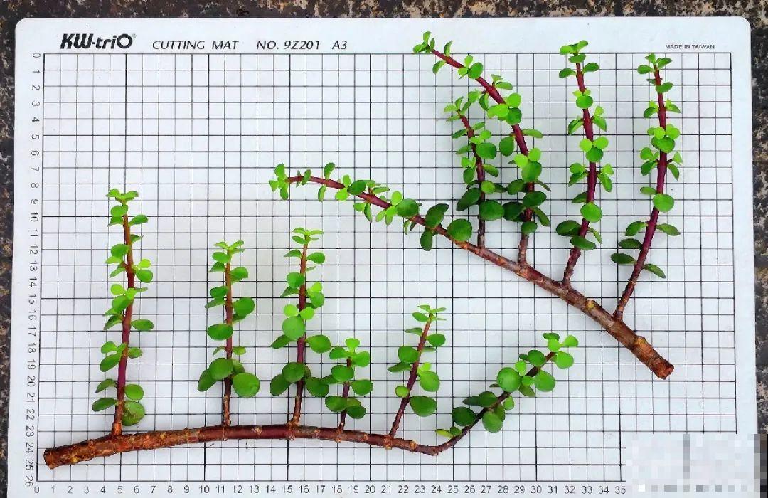 养金枝玉叶,剪成“歪脖子”,越歪越值钱! 养金枝玉叶,剪成“歪脖子”,越歪越值钱!