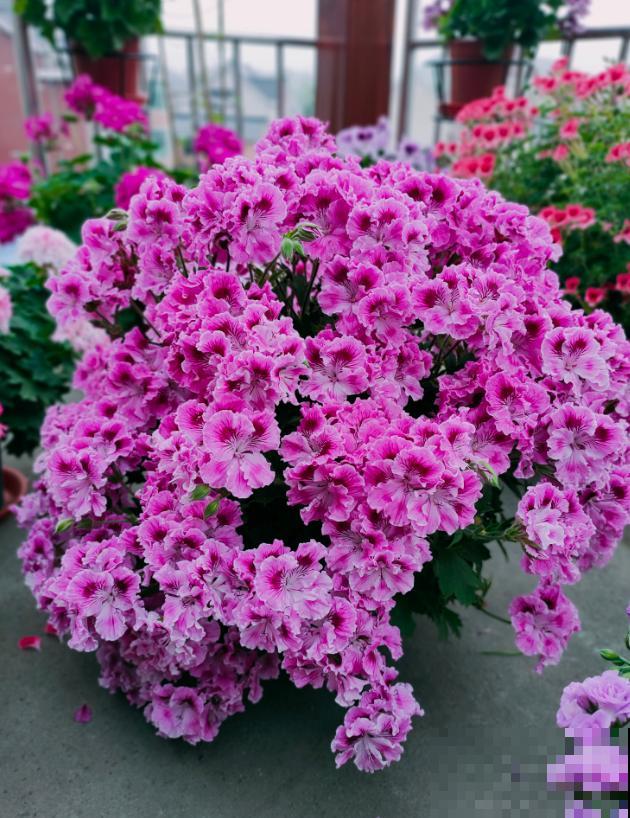 天竺葵最美的20个品种,不养一盆,对不起自己! 天竺葵最美的20个品种,不养一盆,对不起自己!