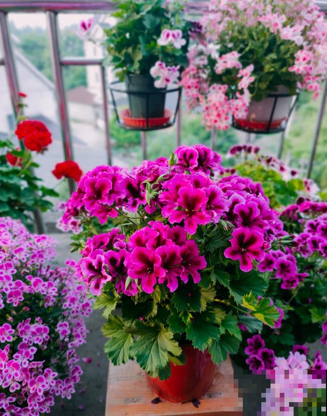 天竺葵最美的20个品种,不养一盆,对不起自己! 天竺葵最美的20个品种,不养一盆,对不起自己!