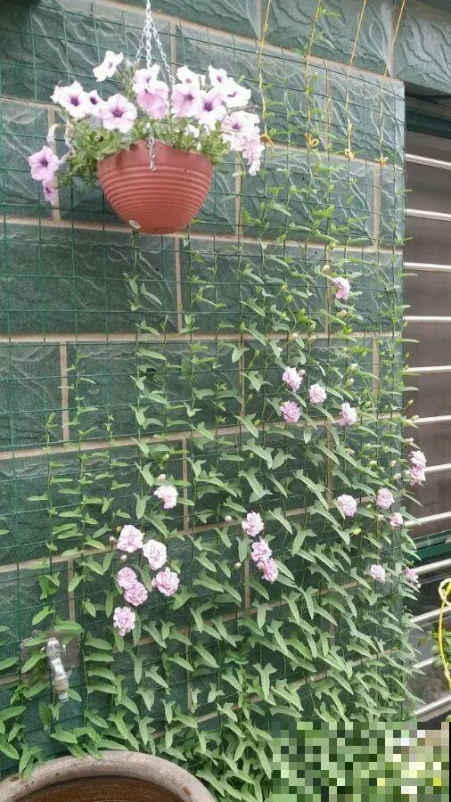 养花界的小强,用脚踩都死不了,根本不敢种院里! 养花界的小强,用脚踩都死不了,根本不敢种院里!