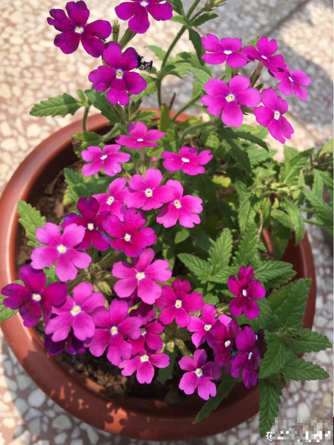 养花最重要的就是选花盆，花盆选错了，花都长不好