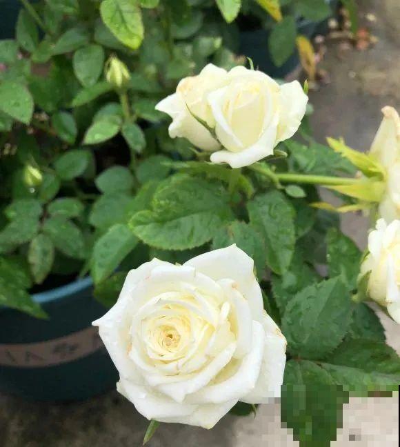 我在公司养300盆花，老板没批评，还帮忙拍照！