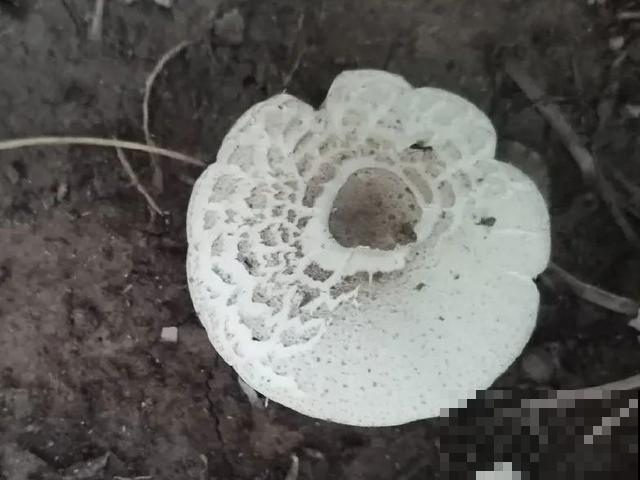 20种毒蘑菇，遇到千万别碰，贪吃必送医院！