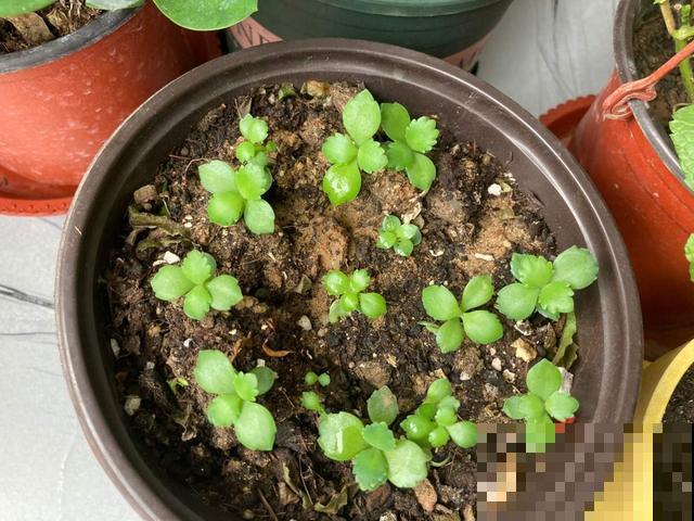 急性子人,就养这4种花,一周长好,棵棵爆盆 急性子人,就养这4种花,一周长好,棵棵爆盆