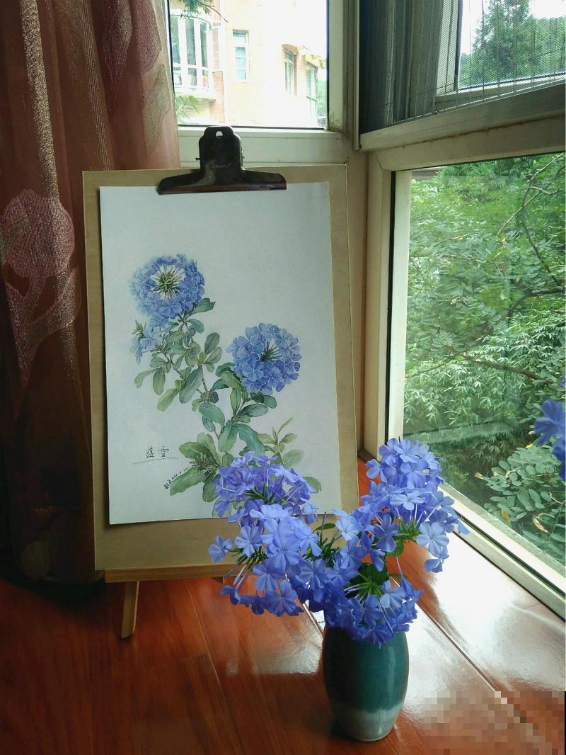 她家的花一开，就赶紧画成水彩画，比真花还美！