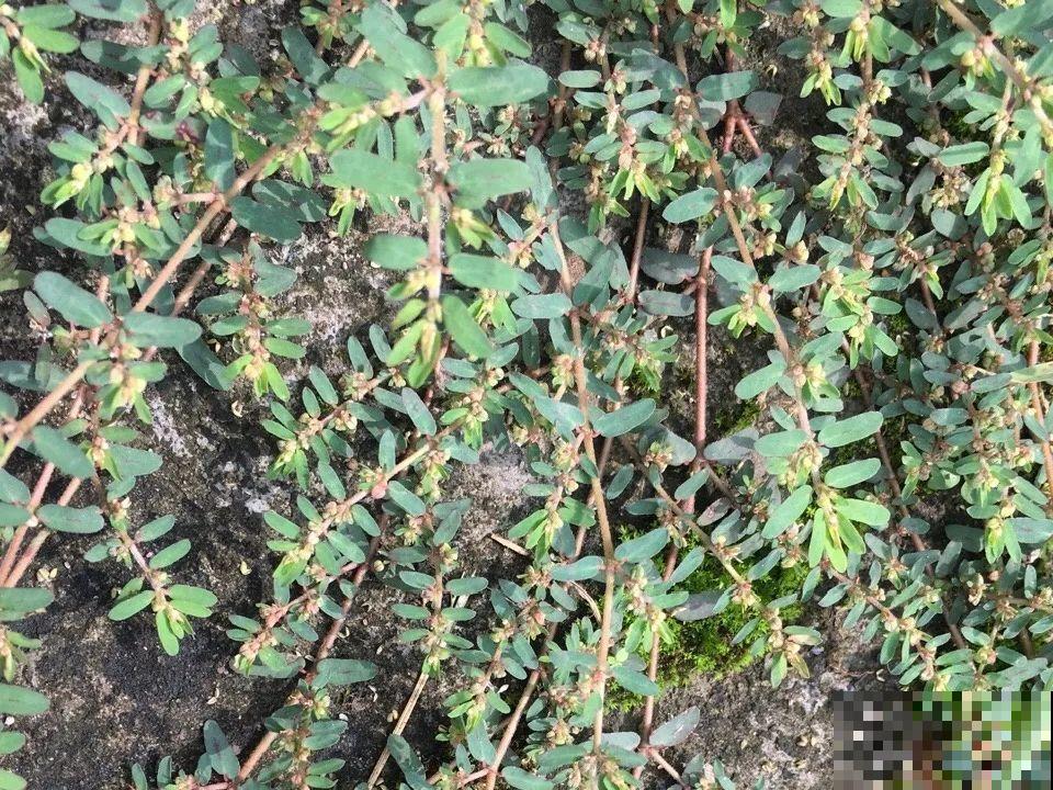 38种入侵植物,全村出来挖,挖完又长一大片 38种入侵植物,全村出来挖,挖完又长一大片