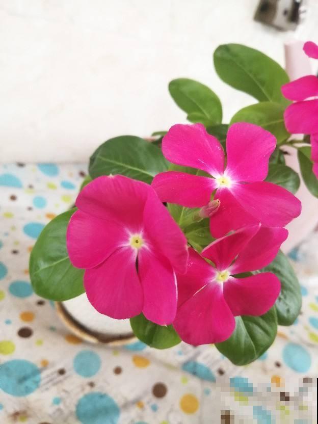 秋季养花大合集，30种花，你想要的我全有！