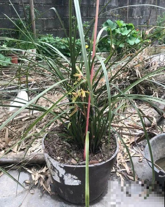 捡了3个大水缸，种上这几种花，放门口太霸气了！