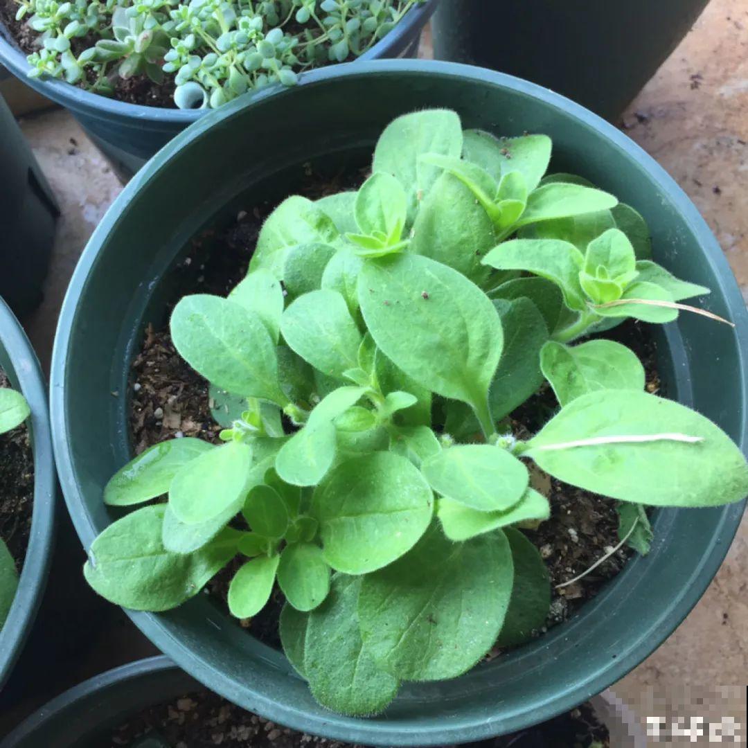 5种花，只能秋天播种，苗壮开花多！