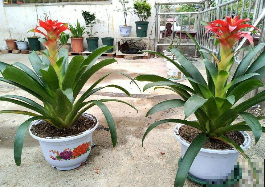 花市这种花是一次性的,开完花就死,可以扔掉了! 花市这种花是一次性的,开完花就死,可以扔掉了!