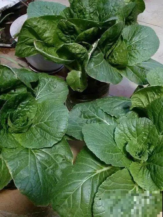 把菜种自家墙上,多得吃不完,太震撼 把菜种自家墙上,多得吃不完,太震撼