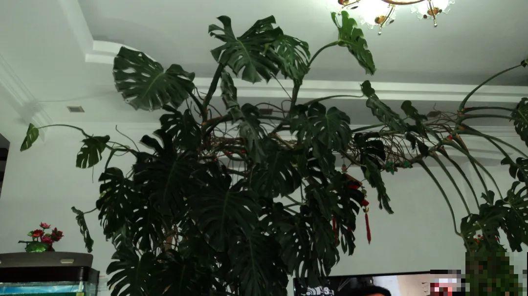 1米7的天竺葵，开花成瀑布，太震撼了