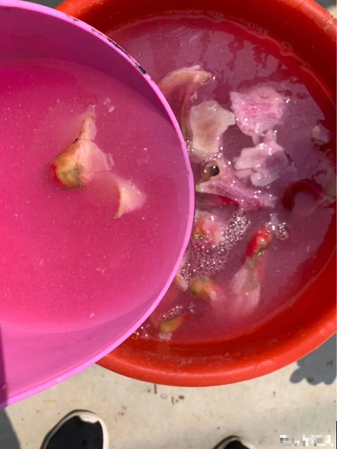 9月施肥季,这花赶紧贴秋膘,才能爆开花! 9月施肥季,这花赶紧贴秋膘,才能爆开花!