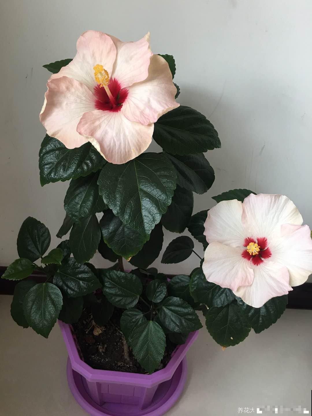 木槿花养不好？看这里，简单5点，满枝都是大花朵！