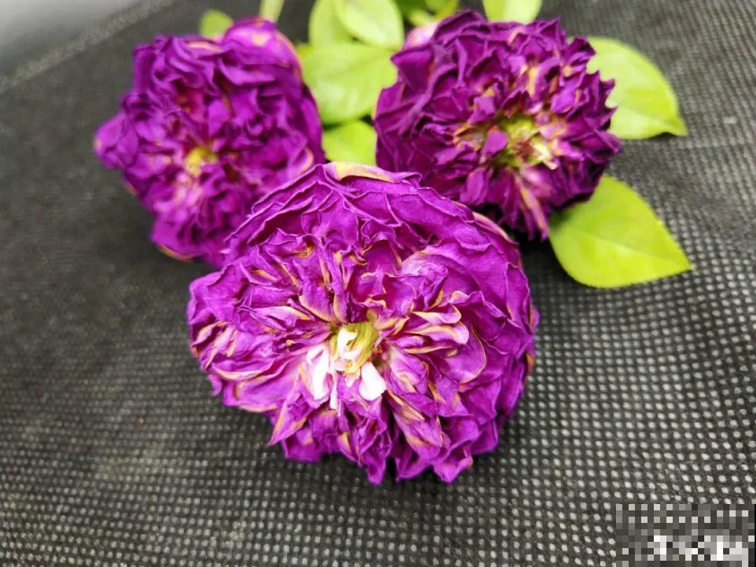 把花剪下来，倒挂几天风干，就能变成永生花！