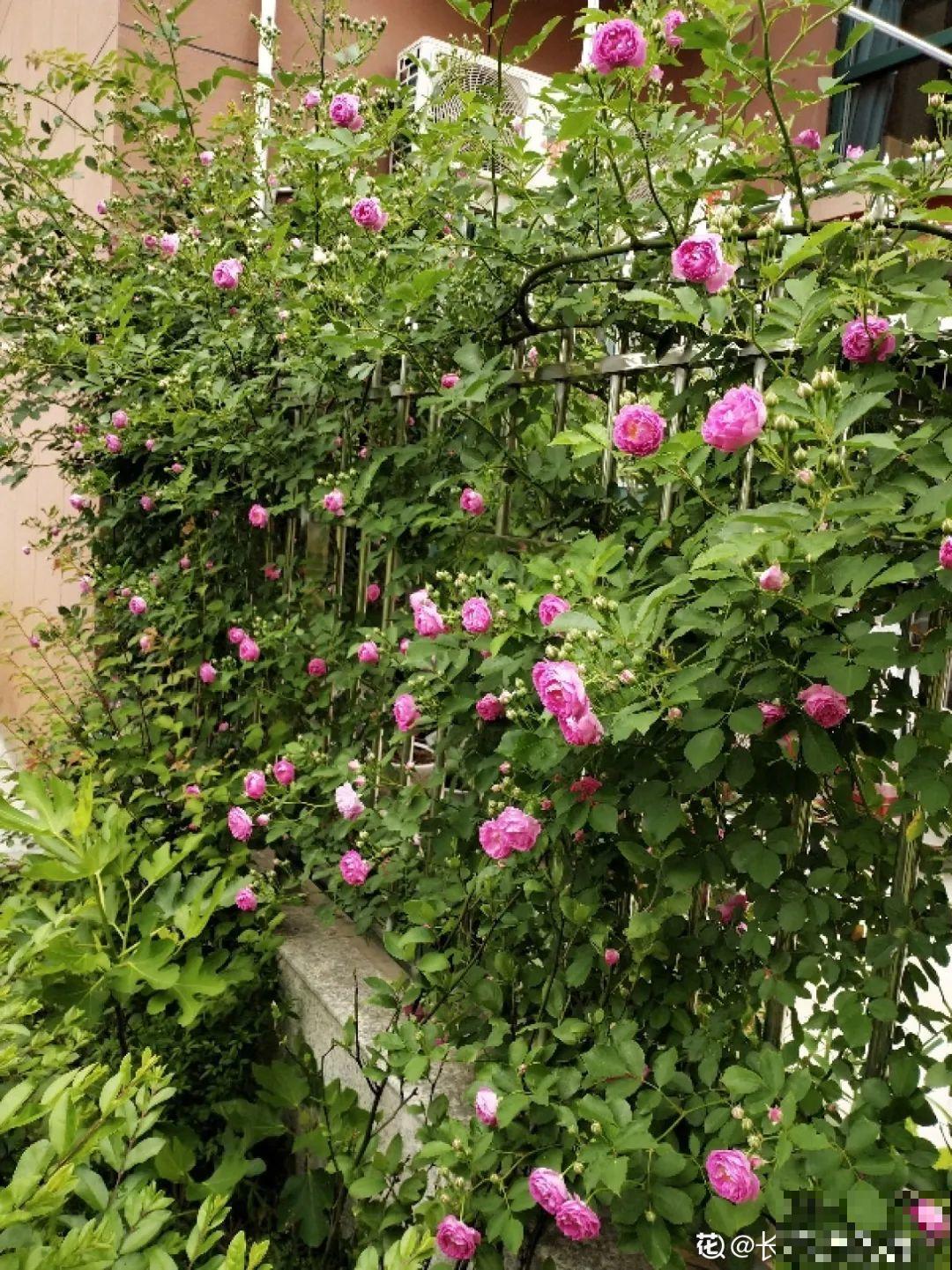 家里4个角落别浪费，分别养些好看的花，一年就能变花园！