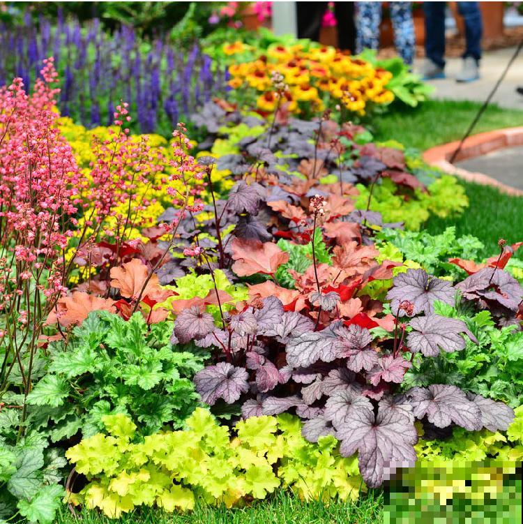 秋天养10种花，个个美得像油画，特别上档次！