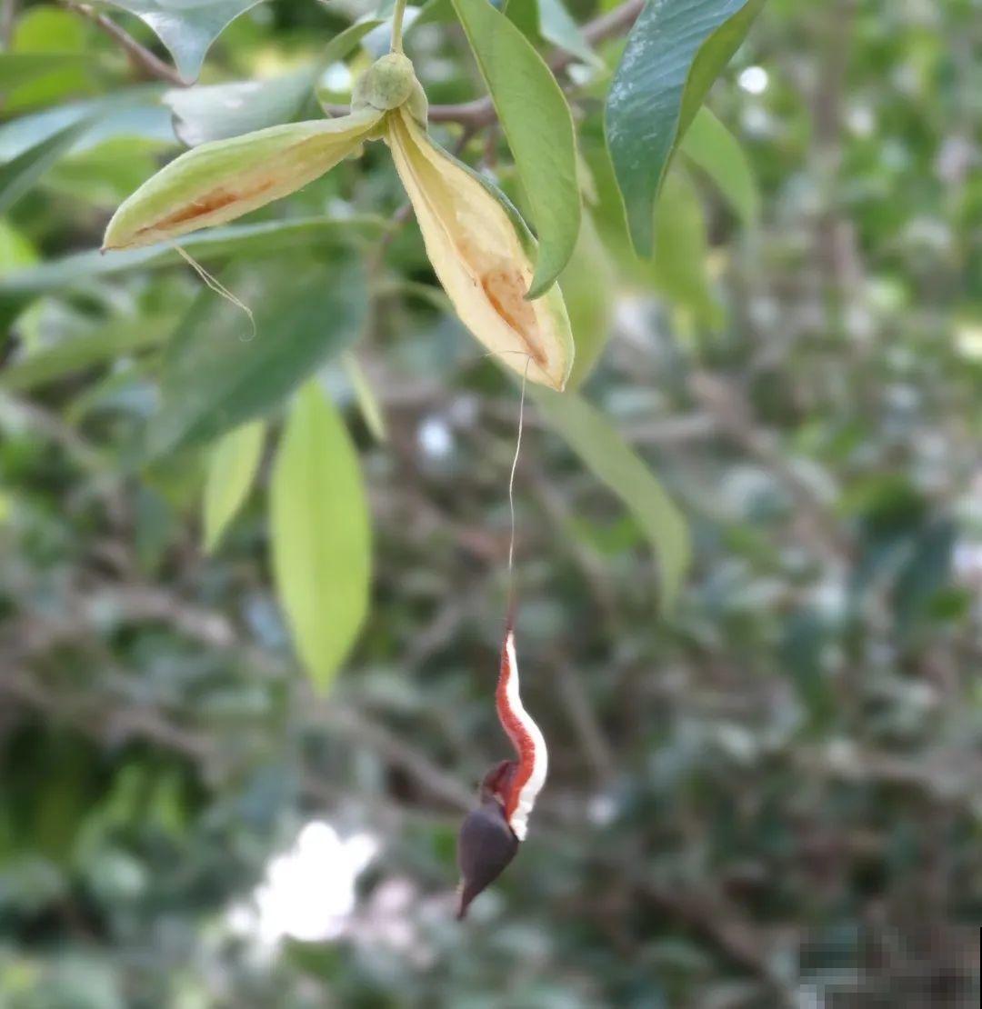 山上的雪莲,说摘就摘? 山上的雪莲,说摘就摘?