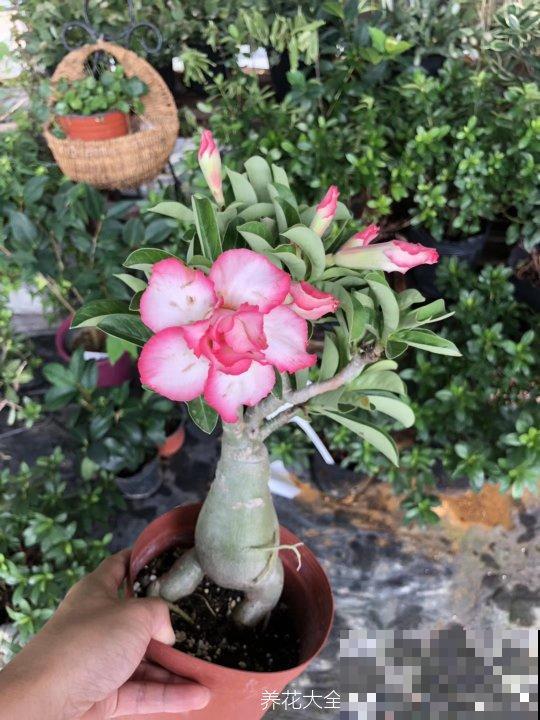 养这4种花，就得配好土，不黄叶不烂根！