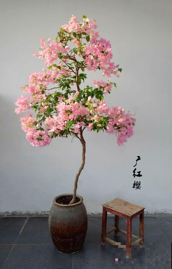 养花在精不在多,一盆精品,胜过10盆普通花! 养花在精不在多,一盆精品,胜过10盆普通花!