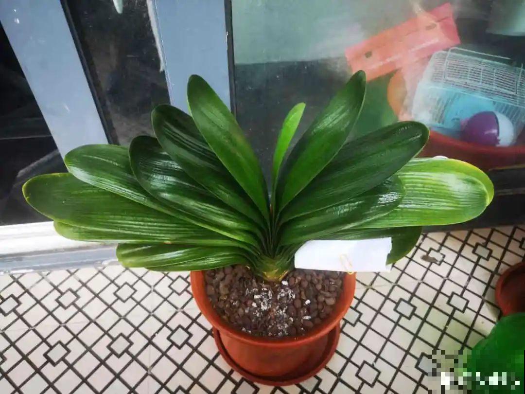 养花不一定要用大花盆，8种花要换小盆，挤着养才能长好