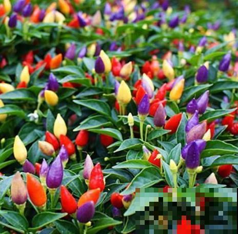 一盆五彩椒，结果好几斤，再也不用买辣椒！