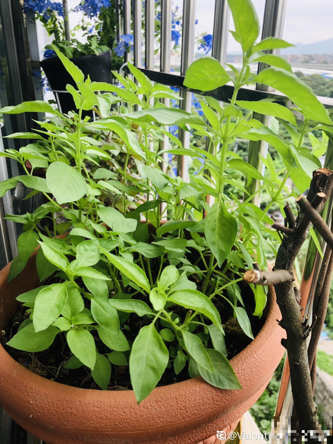 9种花最适合养厨房,去腻吸油烟,香味满屋子! 9种花最适合养厨房,去腻吸油烟,香味满屋子!