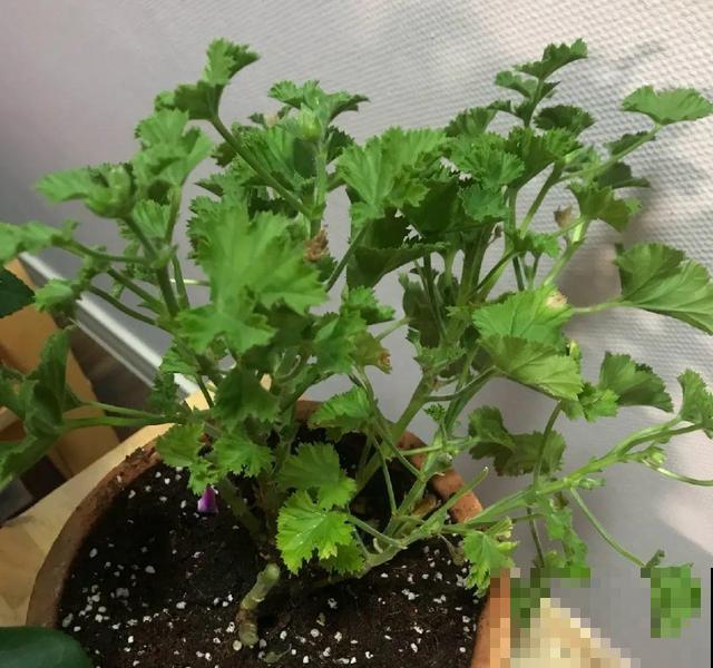 20种花,天凉了赶紧剪,来年开花有多又艳! 20种花,天凉了赶紧剪,来年开花有多又艳!