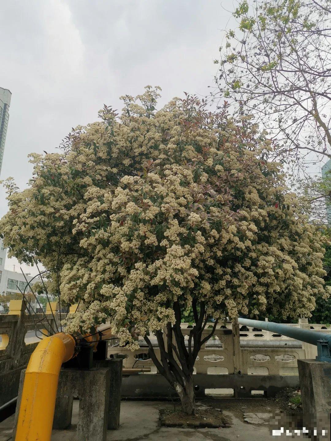 8种花再好看也别养,臭气熏天,恶心得吃不下饭! 8种花再好看也别养,臭气熏天,恶心得吃不下饭!