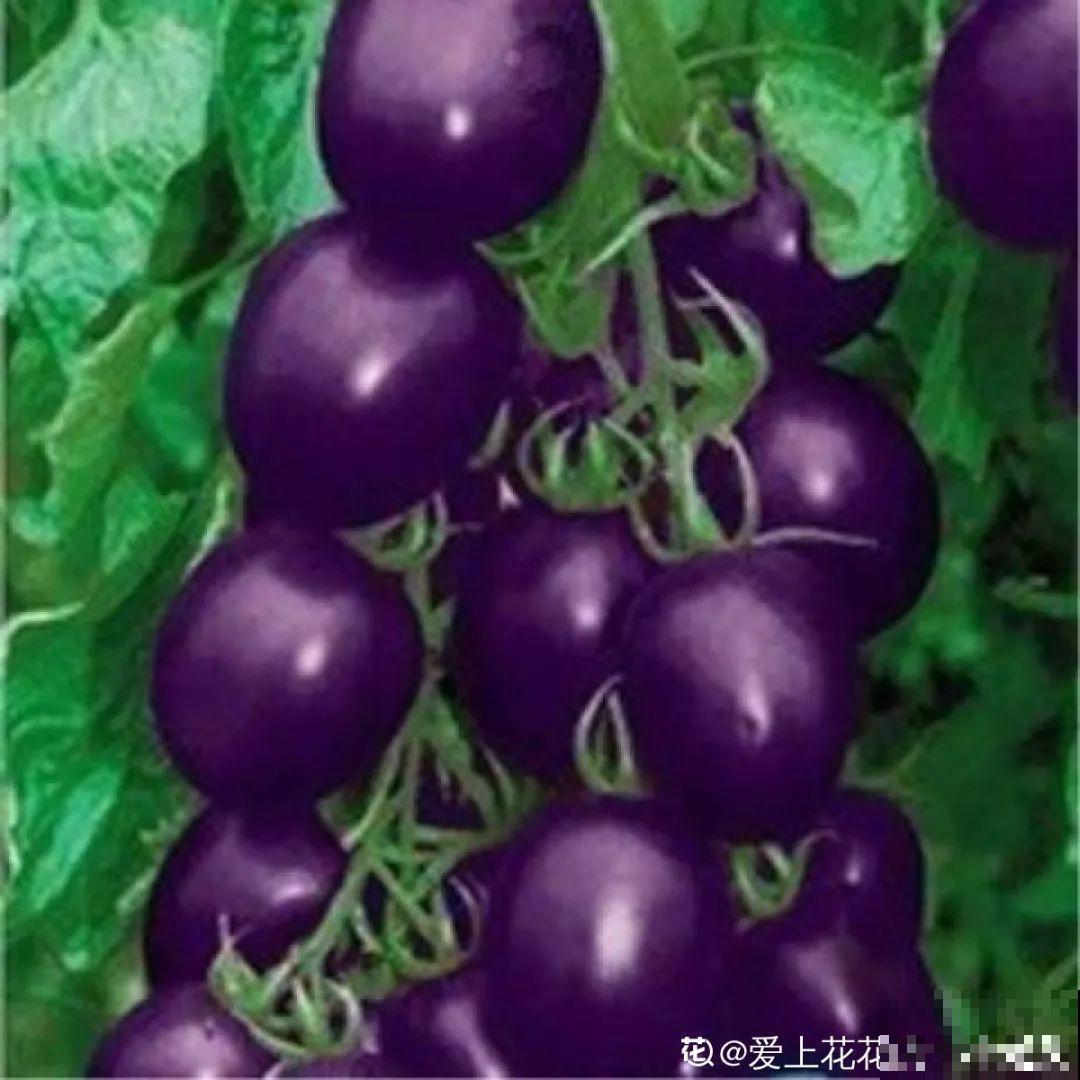 西红柿、玉米……埋土里，7天长成小森林，结出果子一大筐！