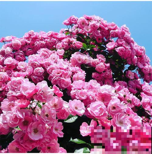 藤本月季,天使安吉拉,一年四季花开满墙! 藤本月季,天使安吉拉,一年四季花开满墙!