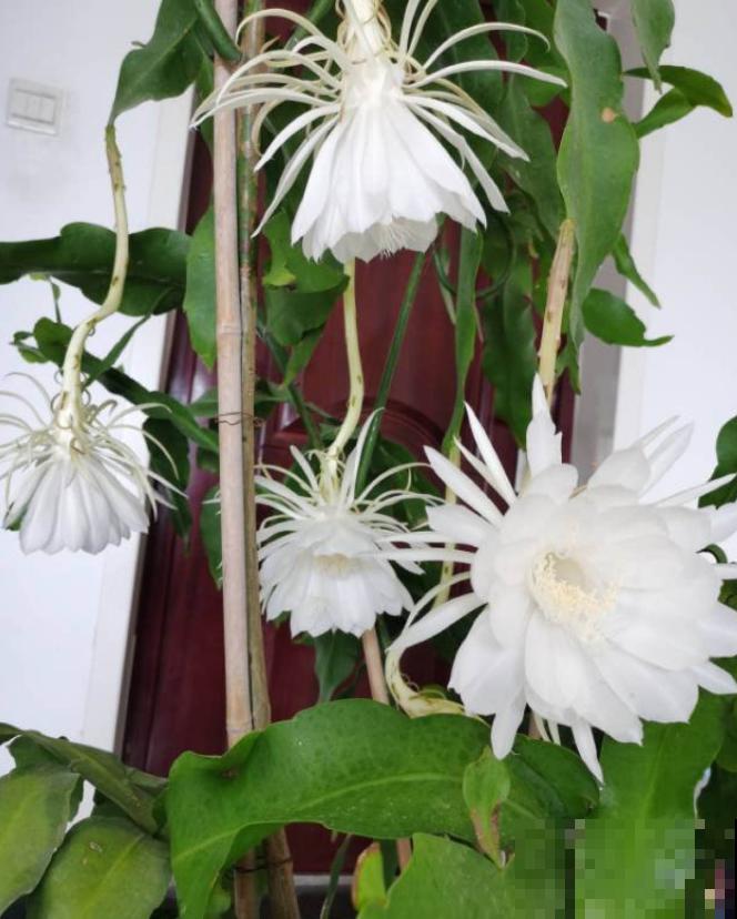 昙花也能白天开？关小黑屋就行，特别简单！