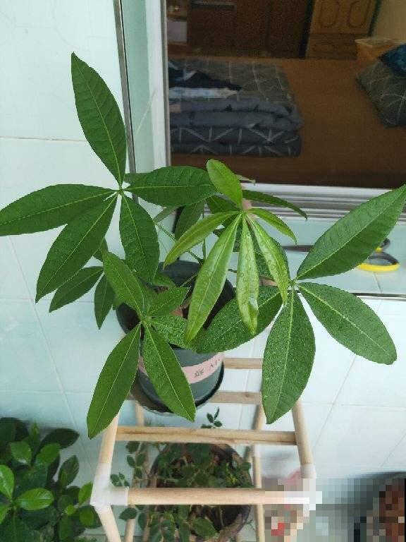 橡皮树入秋就掉叶，不能猛晒太阳，不然就叶子都灼伤了