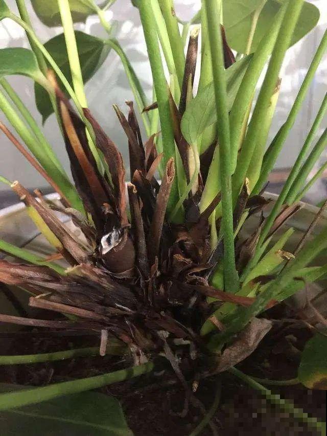 8种花换盆,换好了生一堆,换错立马死! 8种花换盆,换好了生一堆,换错立马死!