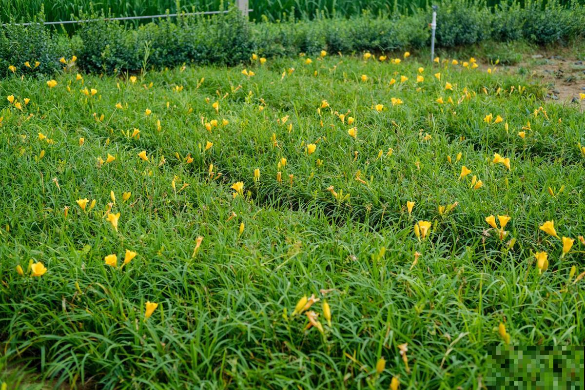 萱草不开花?做好这6点,小黄花开满园! 萱草不开花?做好这6点,小黄花开满园!