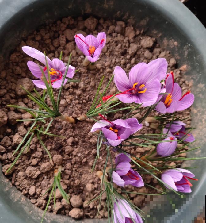 比黄金还珍贵的藏红花,其实在家就能种,三个月就开花! 比黄金还珍贵的藏红花,其实在家就能种,三个月就开花!