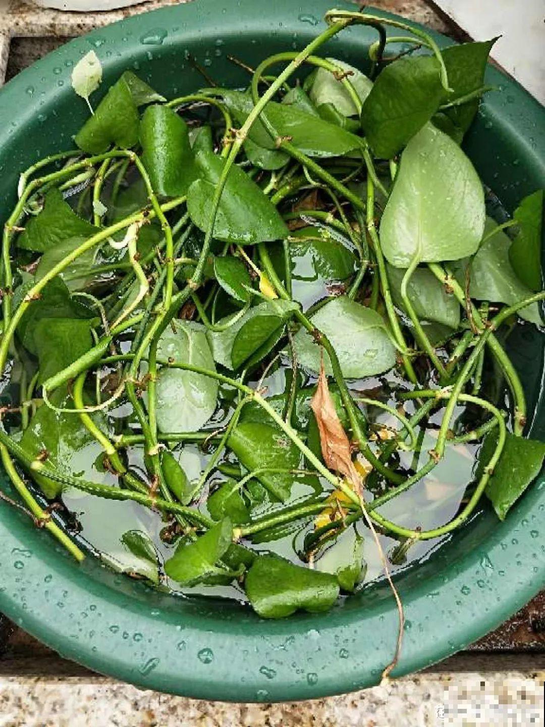 龟背竹长出长鞭子，连着茎一块砍下来，种土里就能活