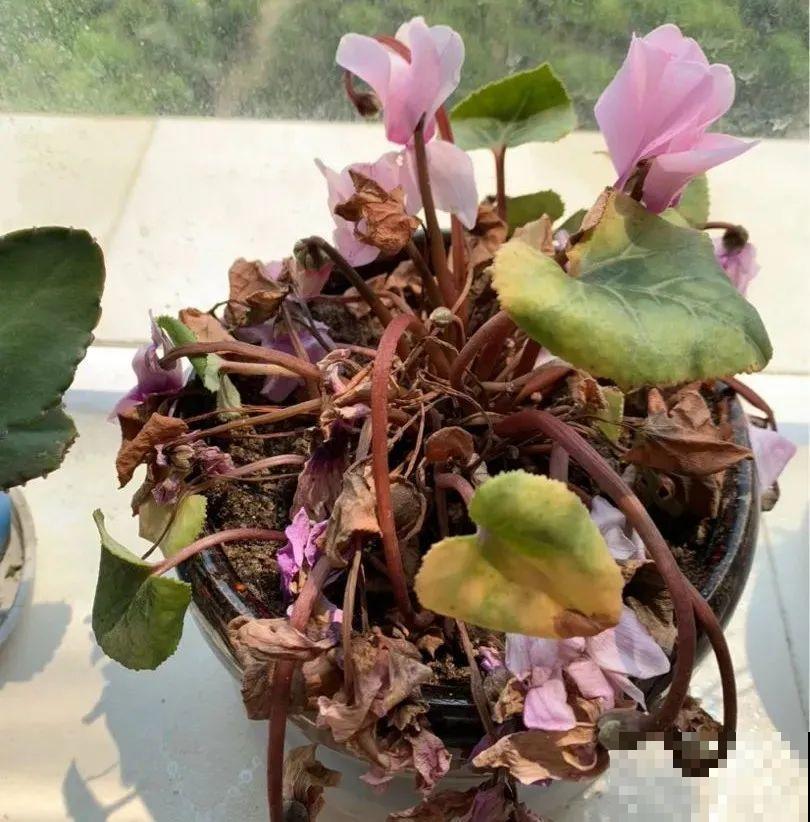 秋老虎来了，9种花进入“死期”，切莫大意！