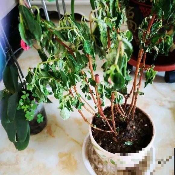 公认难养的花,养一盆死一盆,从来没有养活过! 公认难养的花,养一盆死一盆,从来没有养活过!