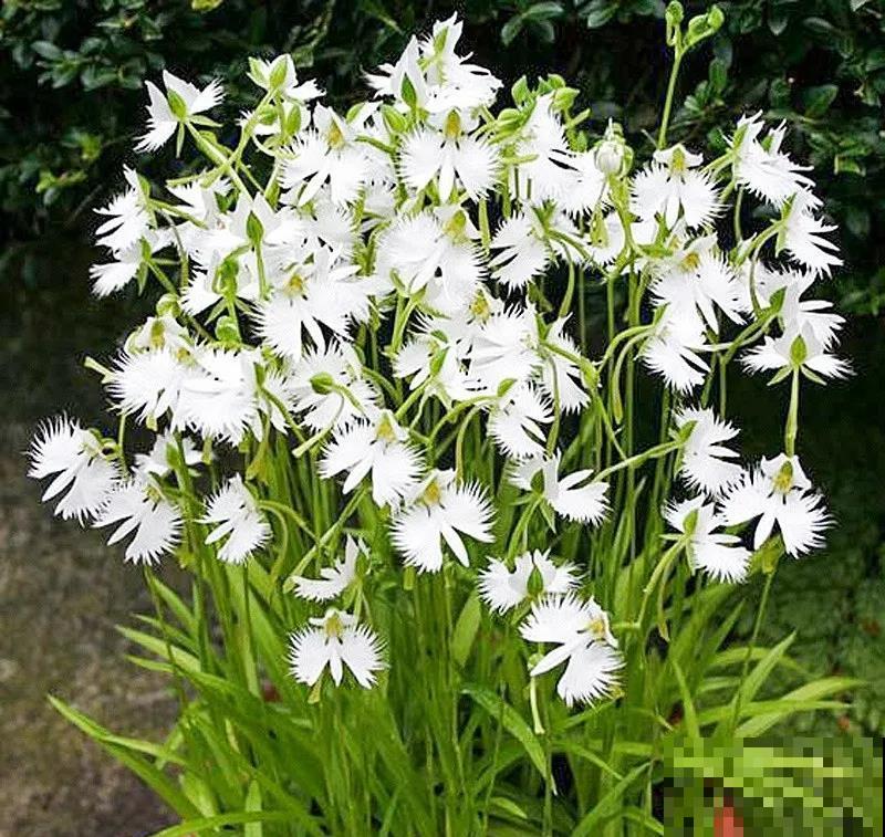 千篇一律？在家养盆白鹭草，花友全得来围观！