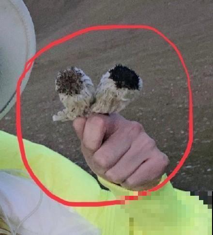 水母雪兔子究竟多濒危，看完你就知道了