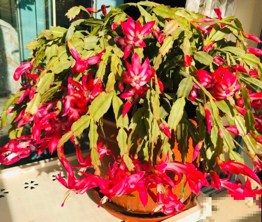 5种花不怕冷，现在种一盆，秋冬春三季有花看！