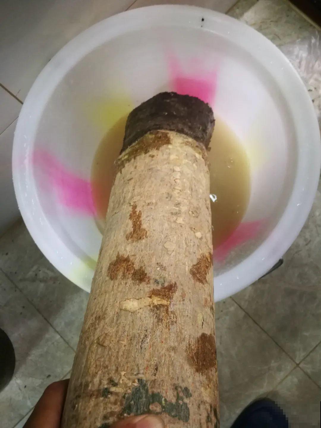 秋凉容易生虫子，月季招来害虫，必须赶紧换盆