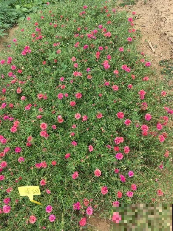 种花赚钱？要是有块地，真的发财了！