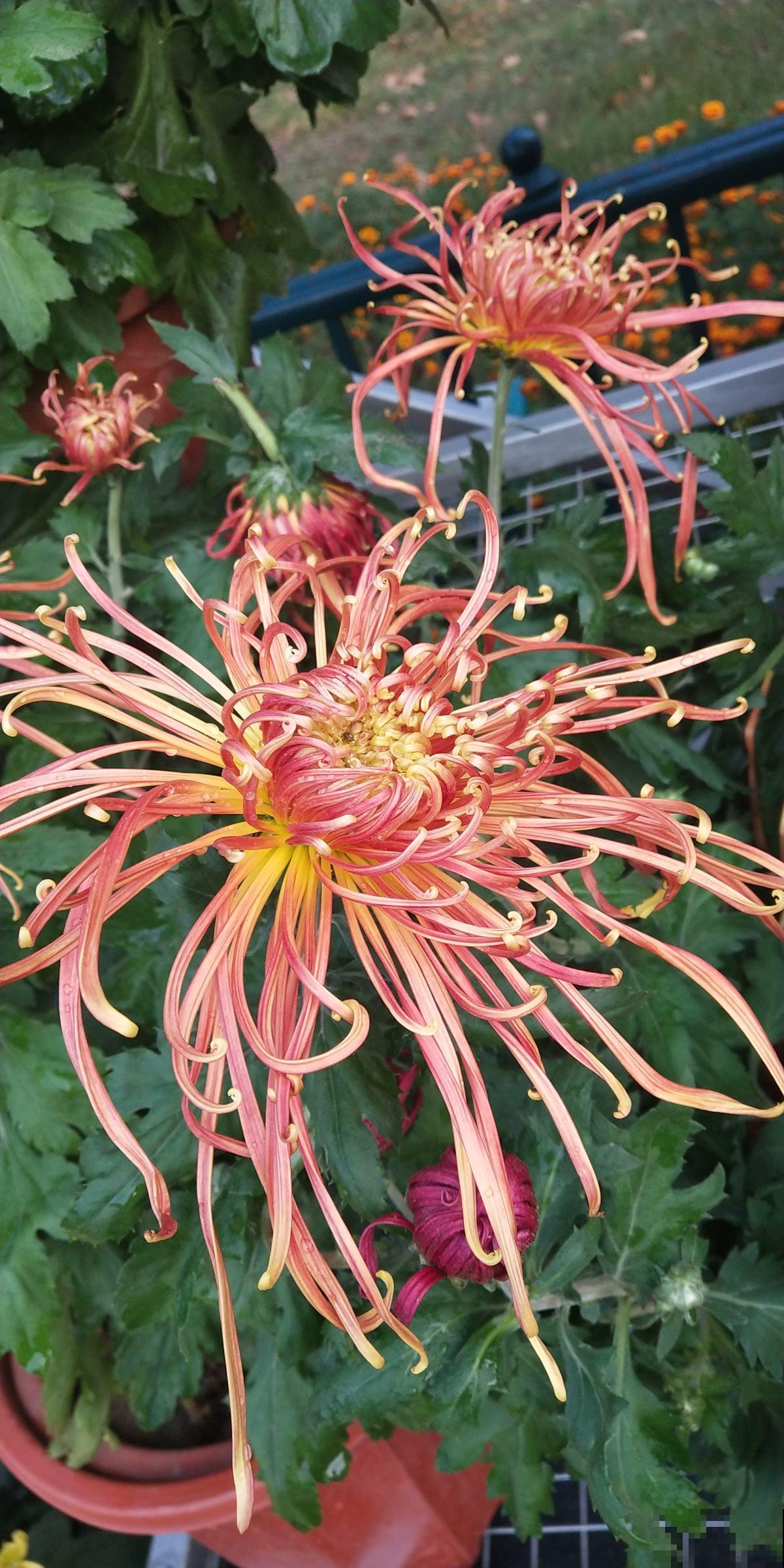 高贵如菊花,秋季标配,种上1盆全家赏! 高贵如菊花,秋季标配,种上1盆全家赏!