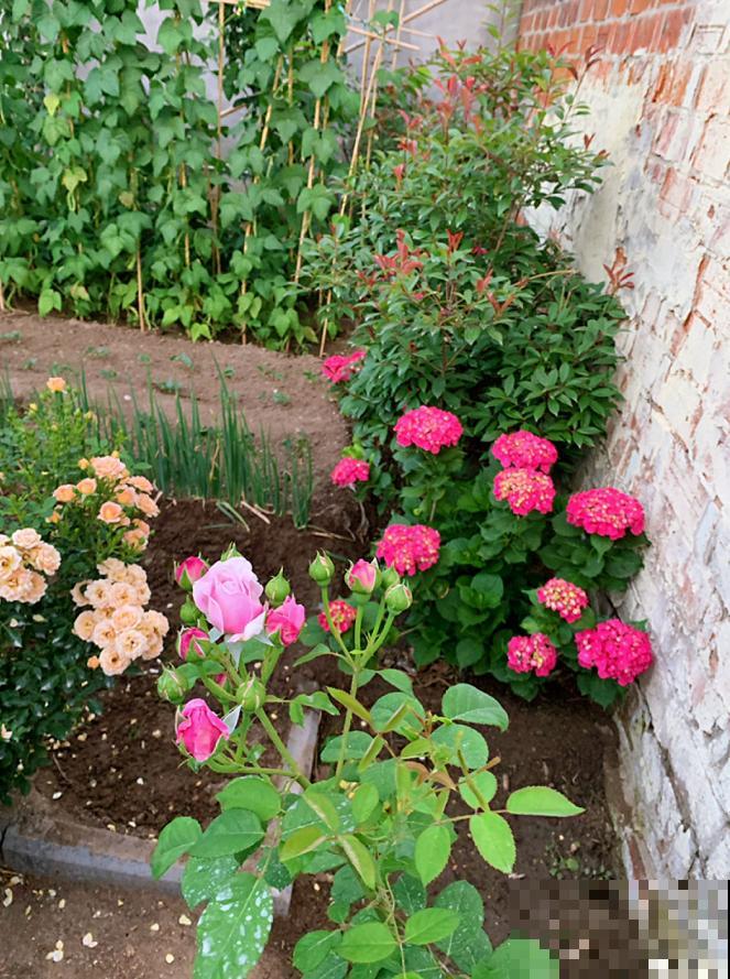 生活在于折腾,养花就是无休止的折腾,并且乐此不疲! 生活在于折腾,养花就是无休止的折腾,并且乐此不疲!