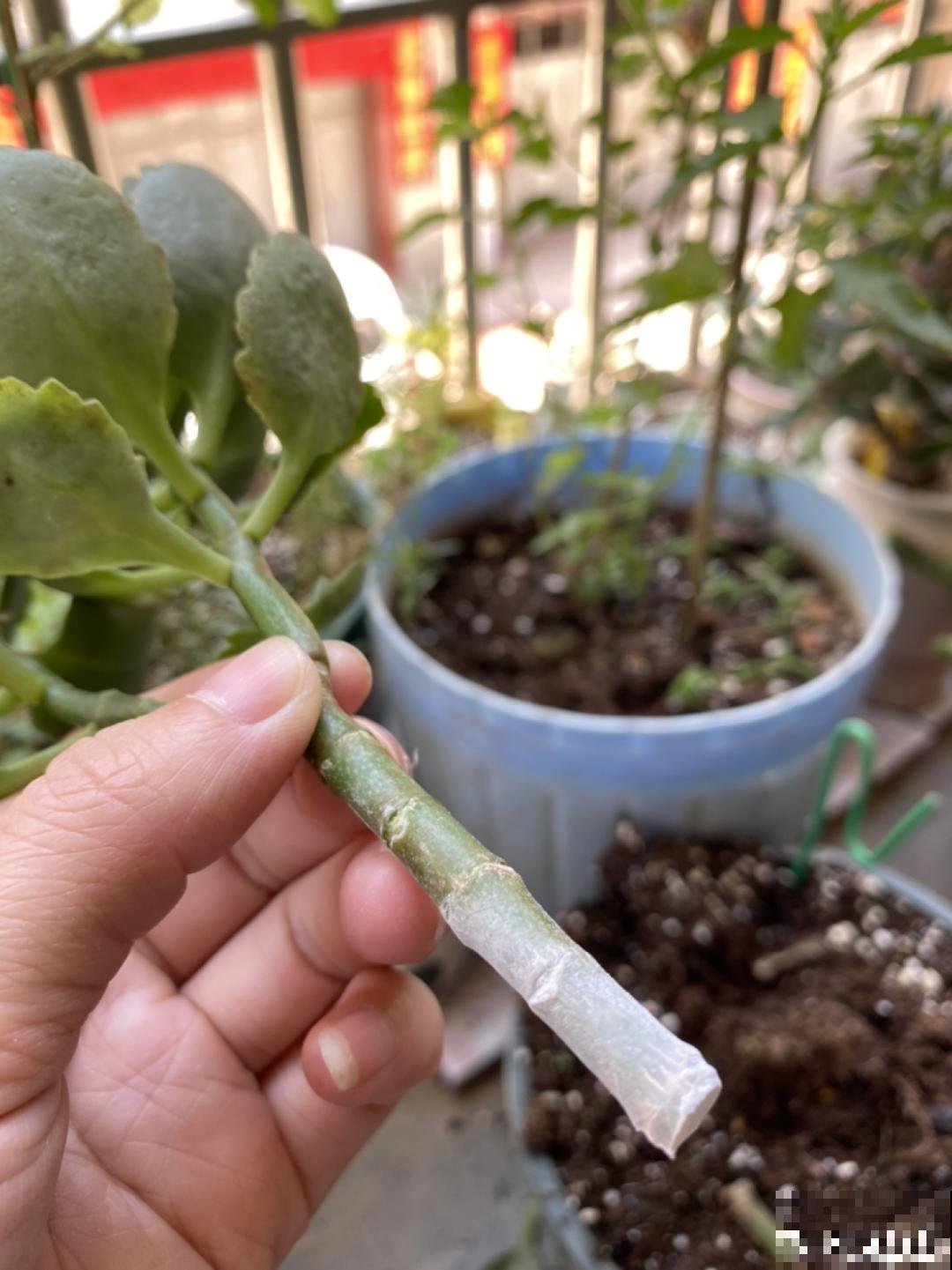 家里养3种花,最怕遇见这个,抓紧避免才能疯长! 家里养3种花,最怕遇见这个,抓紧避免才能疯长!