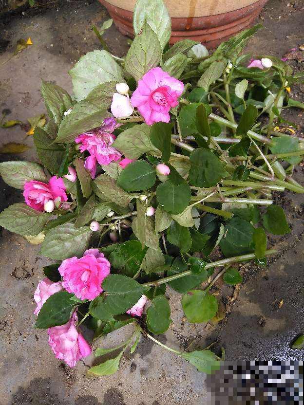 立秋养花,3个坑别踩,不然花全死了 立秋养花,3个坑别踩,不然花全死了